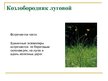 Presentations 'Охряаняемые растения, находящиеся в Красной книге Латвий', 13.