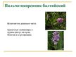Presentations 'Охряаняемые растения, находящиеся в Красной книге Латвий', 17.