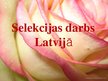 Presentations 'Latvijas rožu selekcija', 16.
