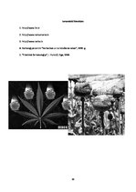 Research Papers 'Narkotiku ietekme uz organismu', 19.