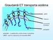 Presentations 'Endoplazmatiskais tīkls', 10.