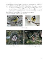 Research Papers 'Cilvēka ietekme uz putnu ligzdošanas periodā', 9.