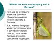 Presentations 'Mantis Religiosa', 7.
