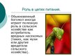 Presentations 'Mantis Religiosa', 10.