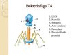 Presentations 'Bakteriofāgi', 7.
