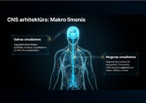 Presentations 'Centrālās nervu sistēmas fizioloģija', 2.