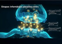 Presentations 'Centrālās nervu sistēmas fizioloģija', 4.