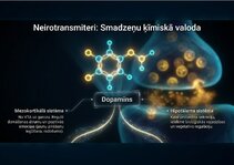 Presentations 'Centrālās nervu sistēmas fizioloģija', 6.