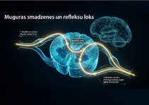 Presentations 'Centrālās nervu sistēmas fizioloģija', 7.