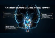Presentations 'Centrālās nervu sistēmas fizioloģija', 8.