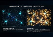 Presentations 'Centrālās nervu sistēmas fizioloģija', 14.