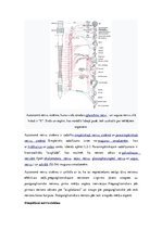 Research Papers 'Veģetatīvā nervu sistēma', 6.