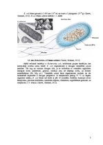 Summaries, Notes 'Zarnu grupas Escherichia coli O157:H7 baktērija', 5.