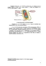 Summaries, Notes 'Zarnu grupas Escherichia coli O157:H7 baktērija', 8.