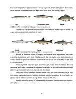 Research Papers 'Zivju nozvejas izmaiņas Pļaviņu ūdenskrātuvē pēc zvejas tīklu aizlieguma', 18.