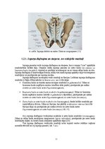 Term Papers 'Astes kaula asimetrijas ietekme uz iegurņa  funkcionālo stāvokli', 11.
