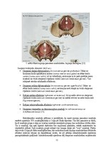 Term Papers 'Astes kaula asimetrijas ietekme uz iegurņa  funkcionālo stāvokli', 12.