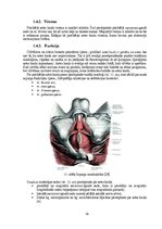 Term Papers 'Astes kaula asimetrijas ietekme uz iegurņa  funkcionālo stāvokli', 16.