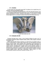 Term Papers 'Astes kaula asimetrijas ietekme uz iegurņa  funkcionālo stāvokli', 19.