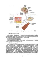 Term Papers 'Astes kaula asimetrijas ietekme uz iegurņa  funkcionālo stāvokli', 23.