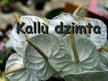 Presentations 'Kallu dzimta', 1.