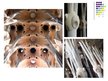Presentations 'Katedrāles "Sagrada Familia" ģeometriskās sistēmas un proporcijas', 9.