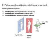 Presentations 'Konspekts ieskaitei treneriem anatomijā', 3.