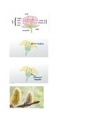 Summaries, Notes '32 Terms in the Field of Agriculture and Botany', 20.