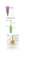 Summaries, Notes '32 Terms in the Field of Agriculture and Botany', 21.