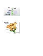 Summaries, Notes '32 Terms in the Field of Agriculture and Botany', 22.