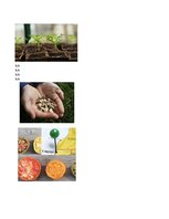 Summaries, Notes '32 Terms in the Field of Agriculture and Botany', 24.