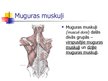 Presentations 'Muguras muskuļi', 2.