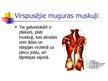 Presentations 'Muguras muskuļi', 3.