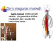 Presentations 'Muguras muskuļi', 18.