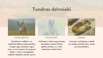 Presentations 'Dabas zonas raksturojums - tundra', 5.