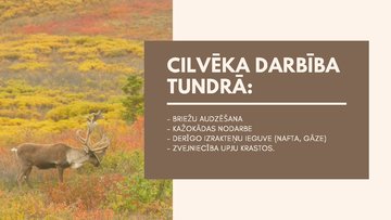 Presentations 'Dabas zonas raksturojums - tundra', 8.