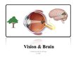 Presentations 'Vision and Brain', 1.