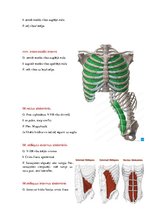 Summaries, Notes 'Anatomijas ievads', 6.