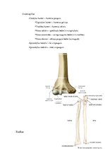 Summaries, Notes 'Anatomijas ievads', 12.