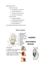 Summaries, Notes 'Anatomijas ievads', 14.