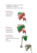 Summaries, Notes 'Anatomijas ievads', 15.