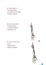 Summaries, Notes 'Anatomijas ievads', 21.