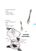 Summaries, Notes 'Anatomijas ievads', 22.