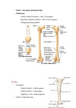 Summaries, Notes 'Anatomijas ievads', 24.