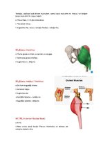 Summaries, Notes 'Anatomijas ievads', 26.