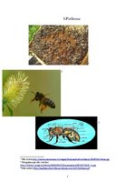 Research Papers 'Bišu nozīme', 7.
