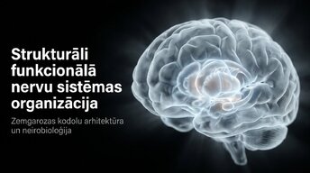 Presentations 'Zemgarozas kodolu arhitektūra un neirobioloģija', 1.