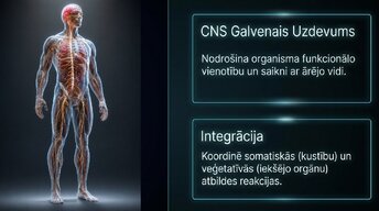 Presentations 'Zemgarozas kodolu arhitektūra un neirobioloģija', 2.