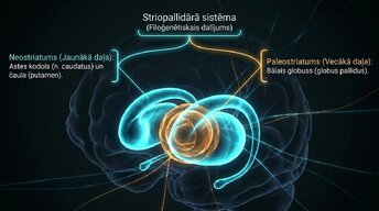 Presentations 'Zemgarozas kodolu arhitektūra un neirobioloģija', 4.