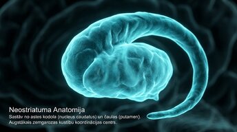 Presentations 'Zemgarozas kodolu arhitektūra un neirobioloģija', 5.